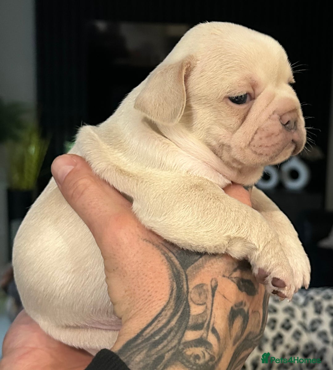 French Bulldog dogs for sale: Quality Frenchbull dogs - Image 13