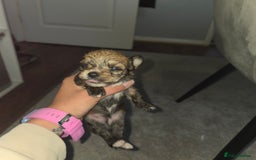 Mixed Breed dogs for sale: 4 tiny puppies - Image 6