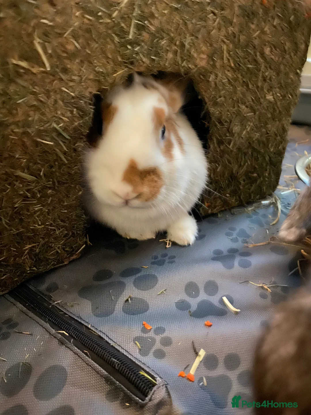 English Lop rabbits for sale: Two Female Bonded Rabbits in Winchester - Advert 2