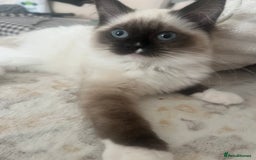 Ragdoll cats for sale: Two beautiful Ragdoll girls available  - Image 4