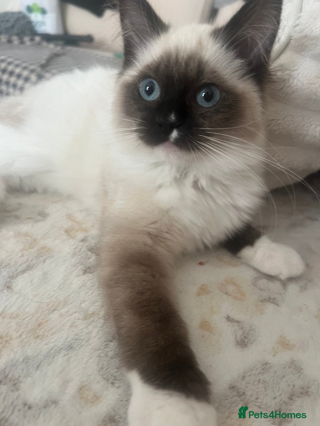 Ragdoll cats for sale: Two beautiful Ragdoll girls available  - Image 4
