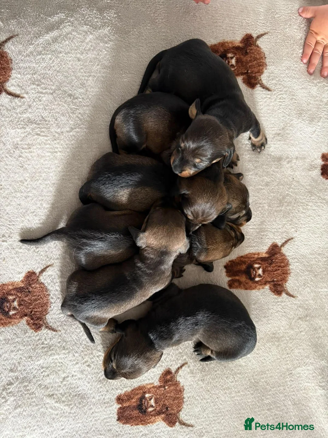 Dachshund dogs for sale: Teckel puppies - Standard size  - Advert 1