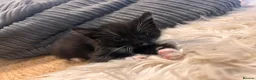 Mixed Breed cats for sale: Kittens ready Now 2 female 3 male - Advert 11