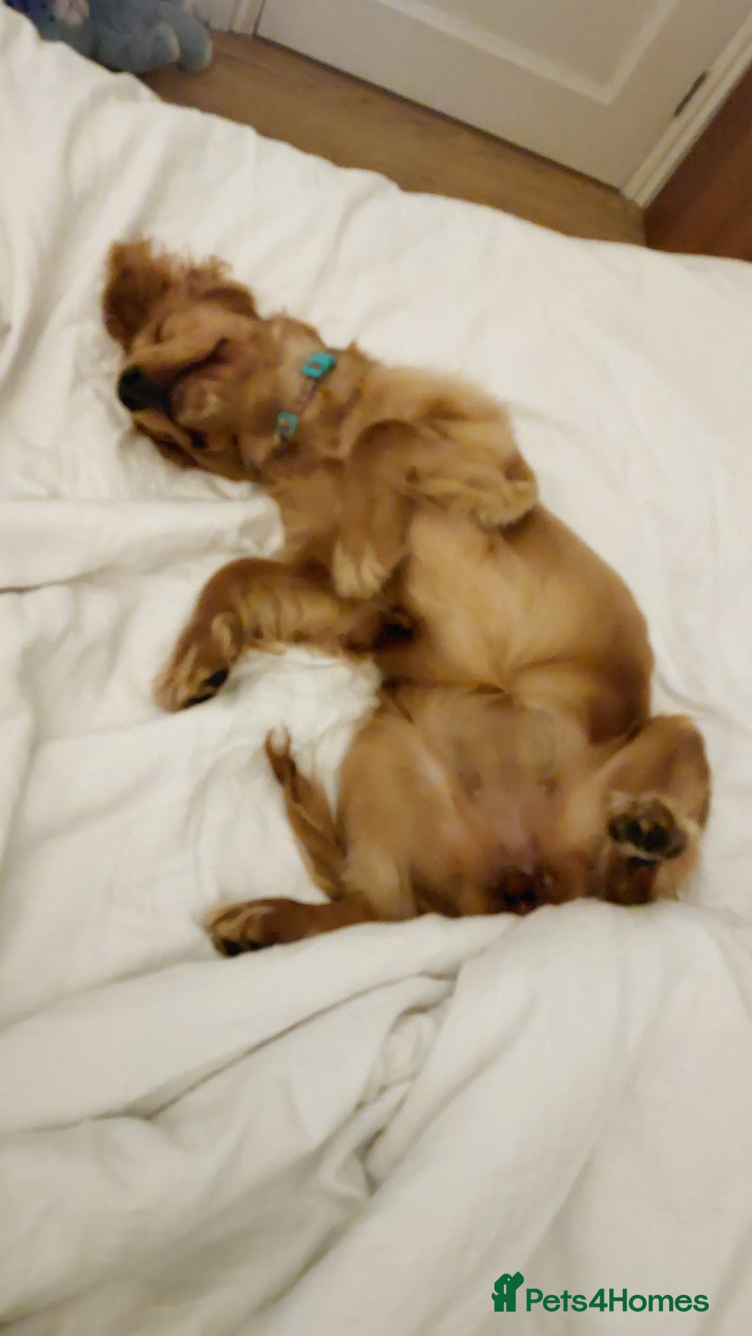 Cocker Spaniel dogs for sale: Our lovely Mina - Image 6