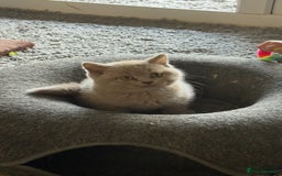 British Shorthair cats for sale: Lilac British shorthair kittens - Image 17