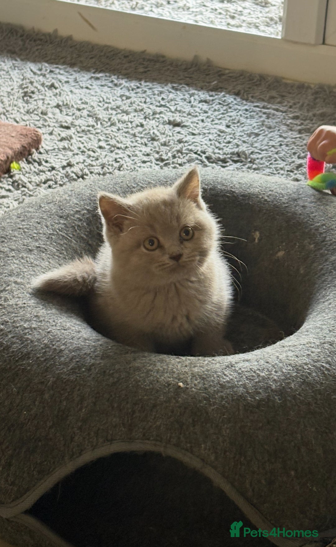 British Shorthair cats for sale: Lilac British shorthair kittens - Image 17