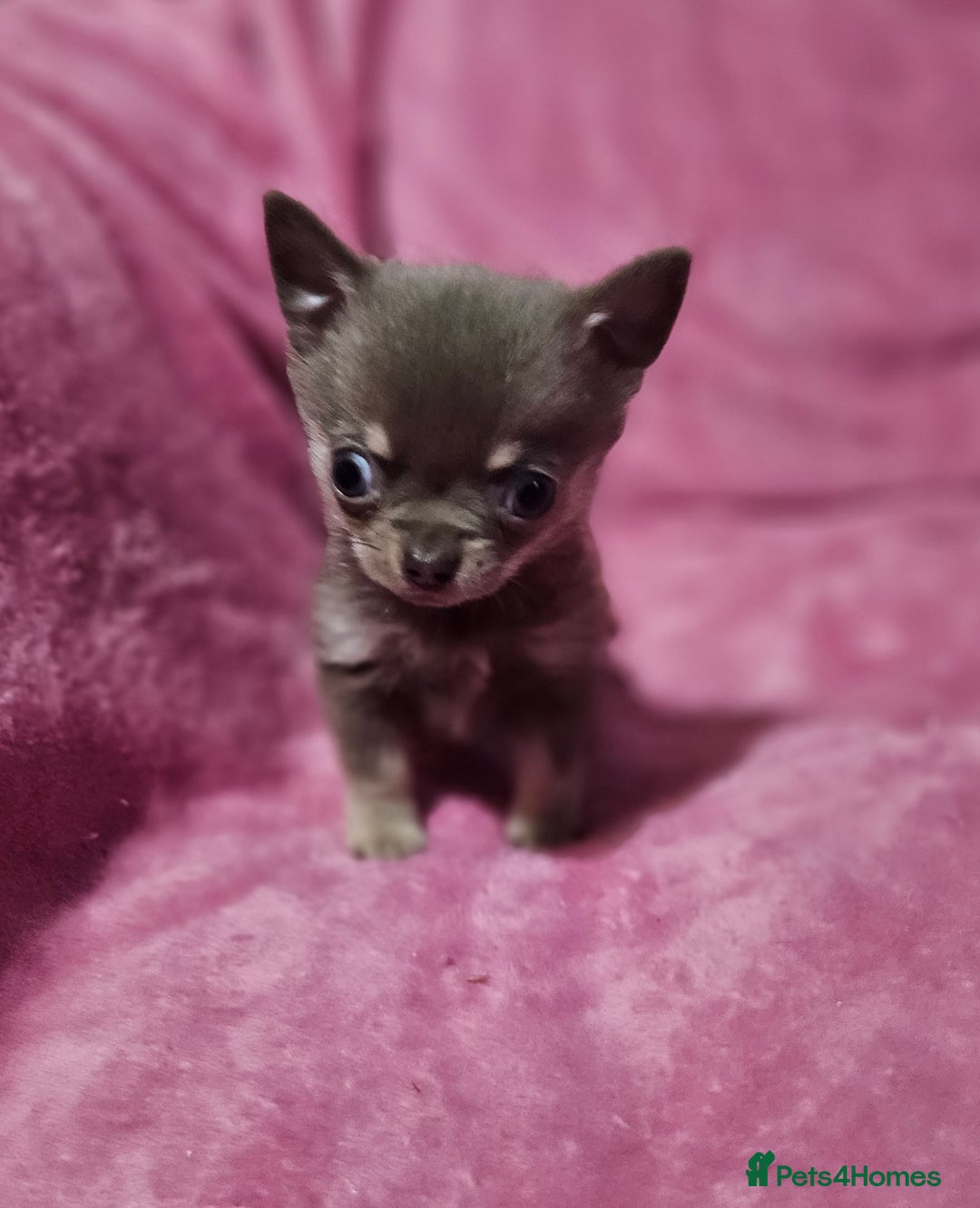 Chihuahua dogs for sale: TINY KC REG Lilac Chihuahua puppies - Advert 5