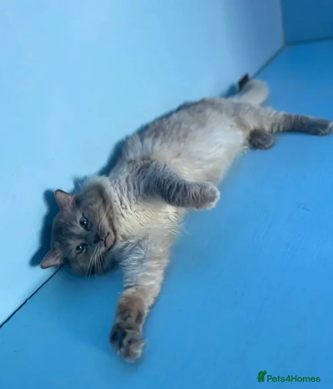 Ragdoll cats for sale: Beautiful ragdoll kittens  - Advert 10