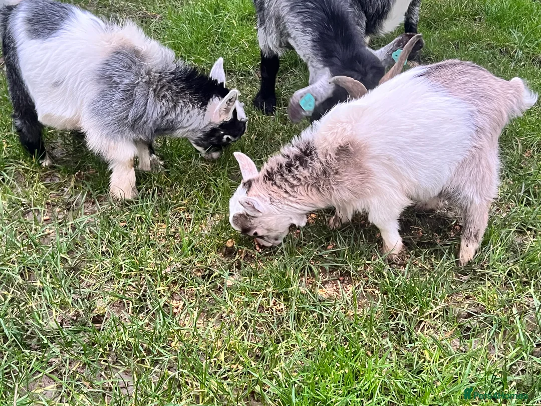 Goats livestock for sale: Beautiful Baby Pigmy Goats - Advert 4