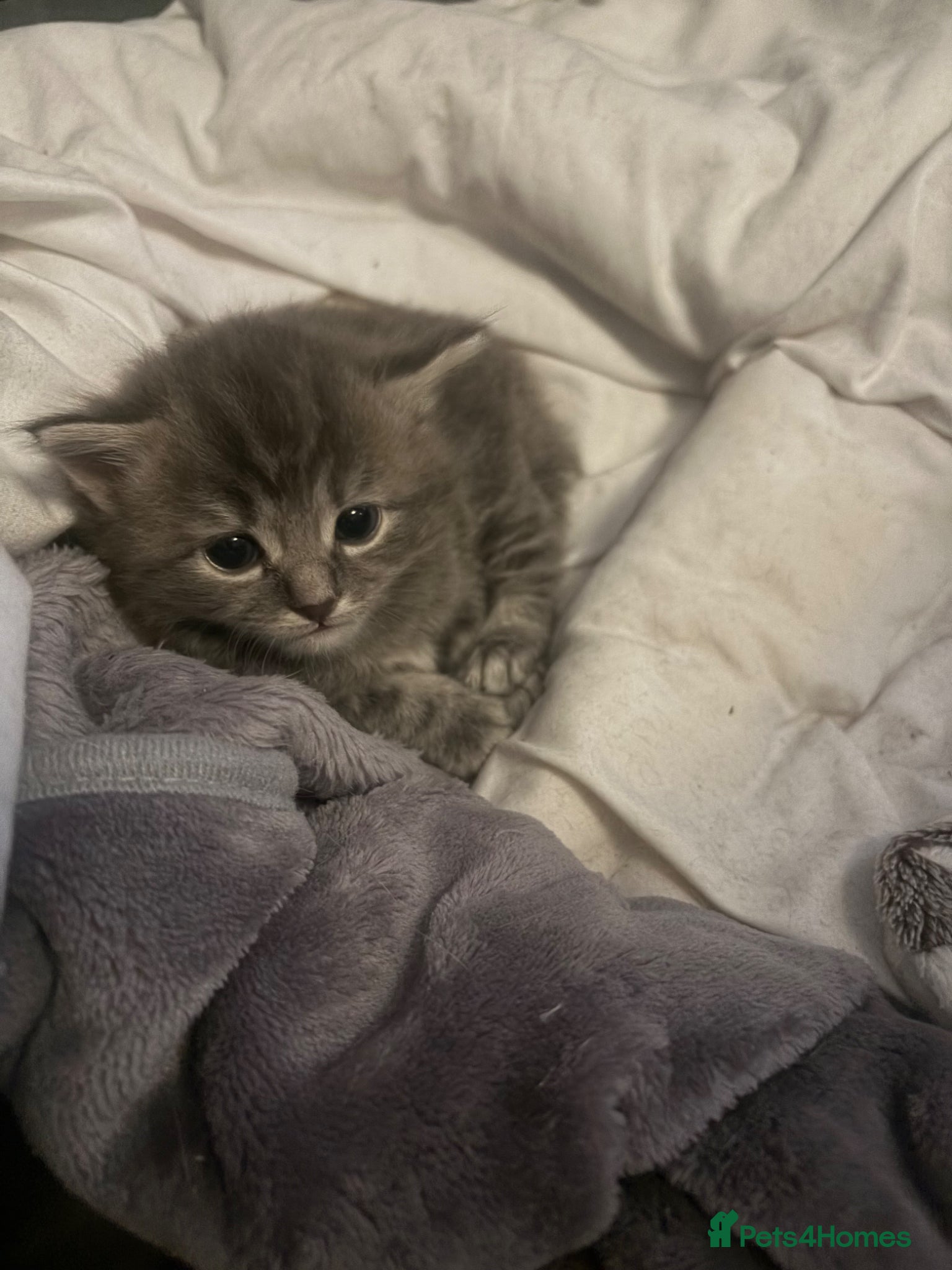 Ragdoll cats for sale: Ragdoll cross Norwegian forest cat - Advert 7