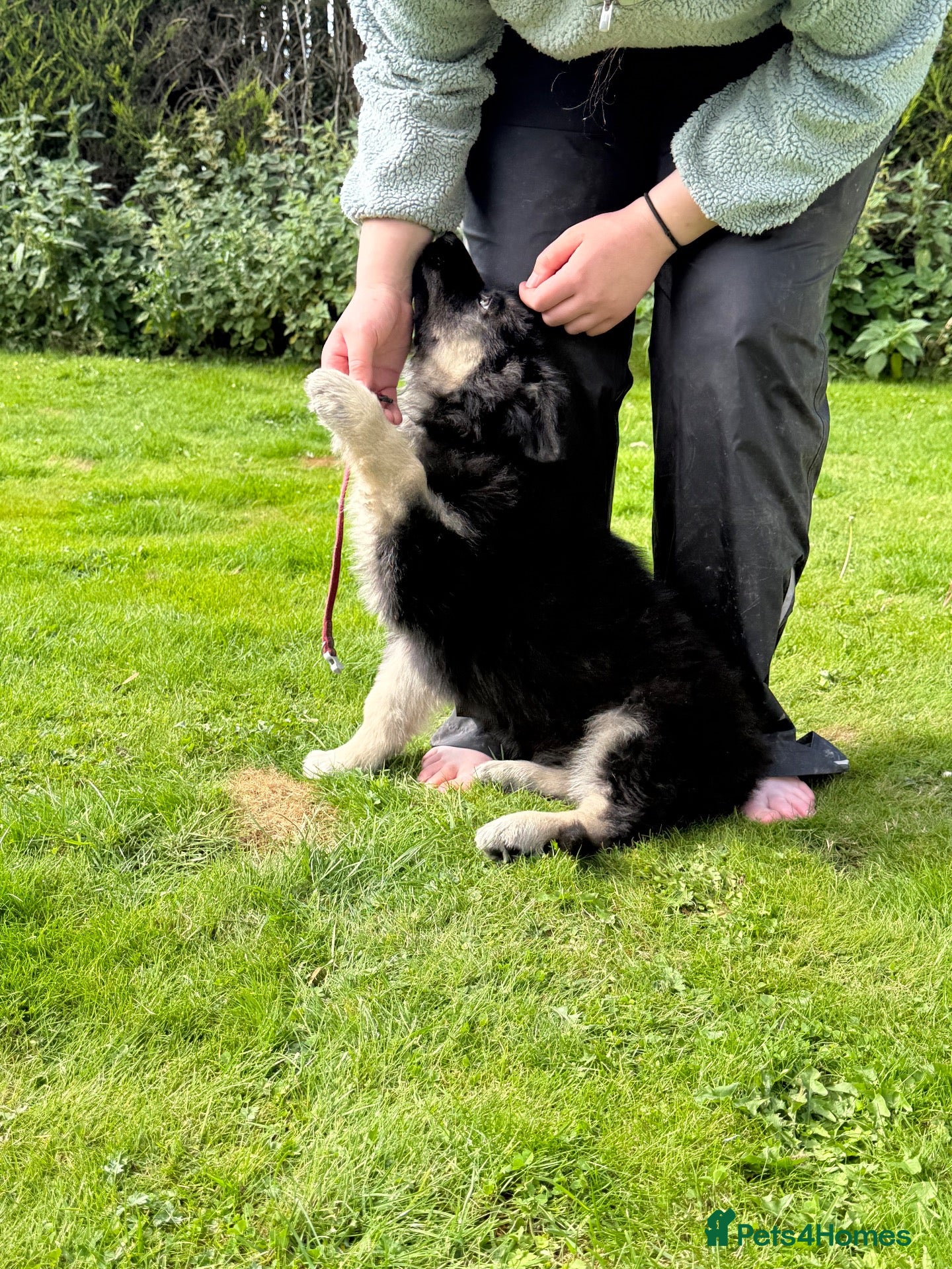 German Shepherd dogs Reduced further they carry Isabella Kcreg GSD pups - Advert 2