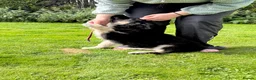 German Shepherd dogs for sale: Ready now reduced further  to sell Kcreg GSD pups - Advert 9