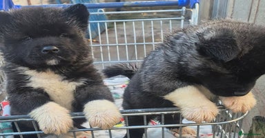 Akita dogs AMERICAN AKITA BLACK MASK BEARS - Advert 15