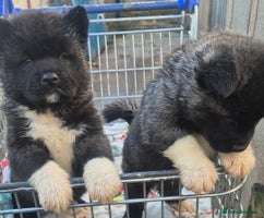 Akita dogs AMERICAN AKITA BLACK MASK BEARS - Advert 1