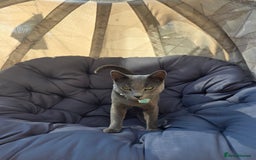 Russian Blue cats for sale: Amazing Russian Blue kitten looking for new home - Image 8