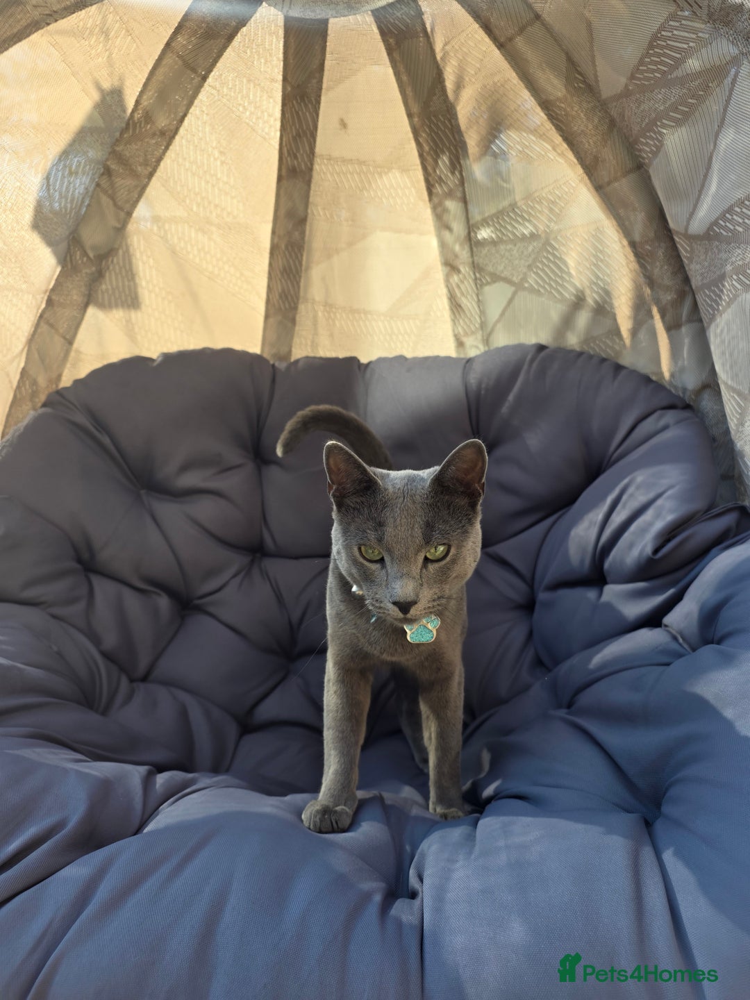 Russian Blue cats for sale: Amazing Russian Blue kitten looking for new home - Image 8