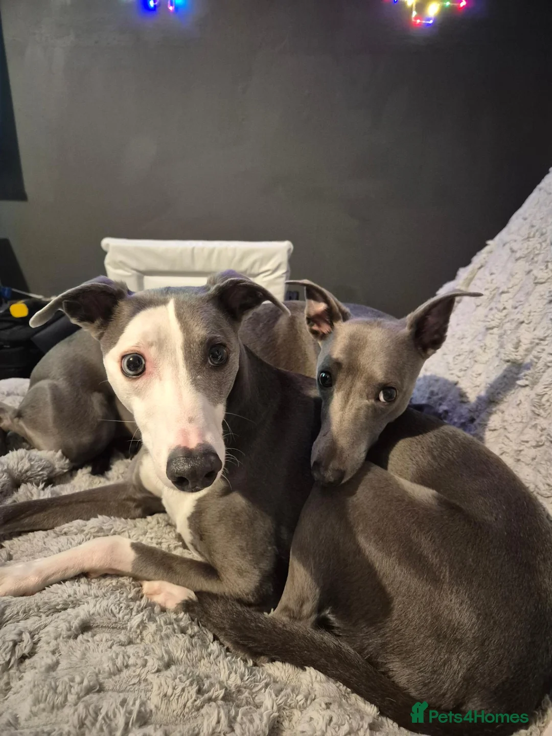 Whippet dogs for sale: 2 Whippets 5 years old - Must stay together - Advert 2