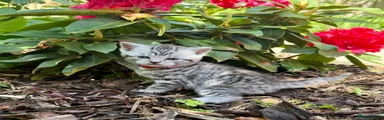 British Shorthair Kitten 3 Red