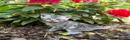 British Shorthair cats for sale: 🐾 Stunning litter of British Shorthairs 🐾 - Advert 12
