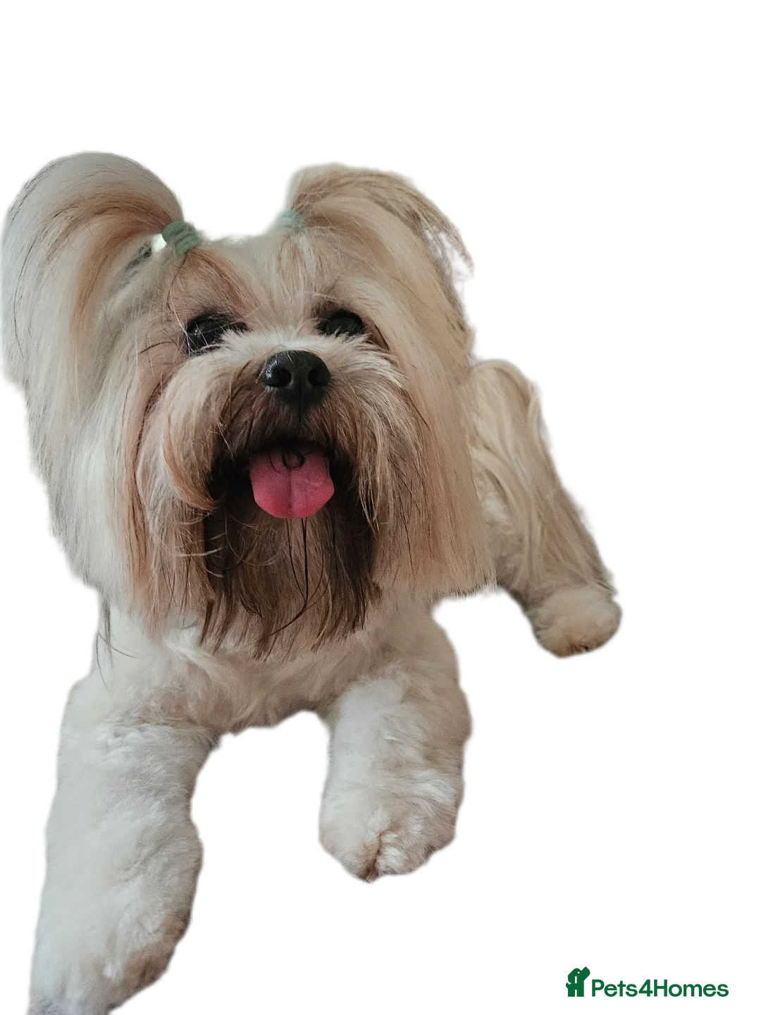 Lhasa Apso dogs for stud: Proven lhasa apso boy for stud in Walsall - Advert 9