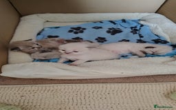 Ragdoll cats for sale: Sweet natured pure bred Ragdoll kittens  - Image 8