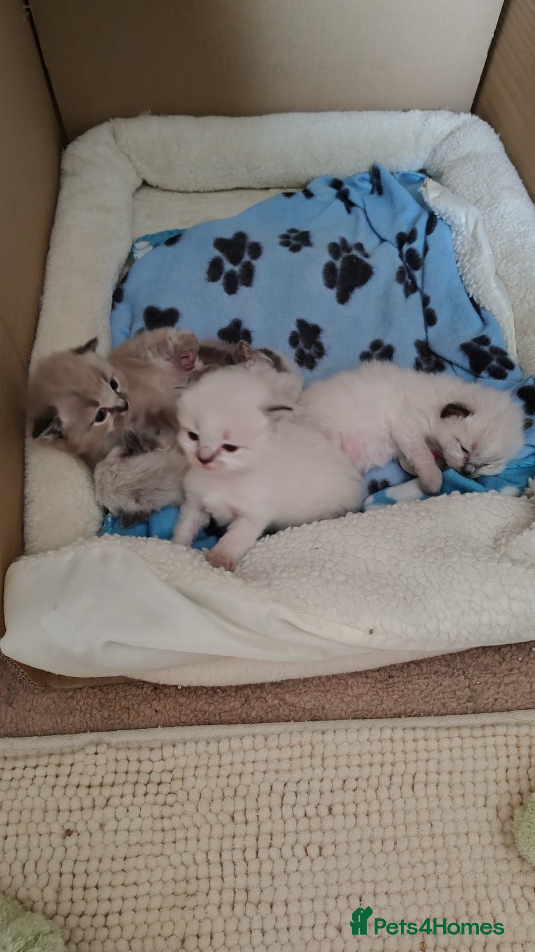Ragdoll cats for sale: Sweet natured pure bred Ragdoll kittens  - Image 8