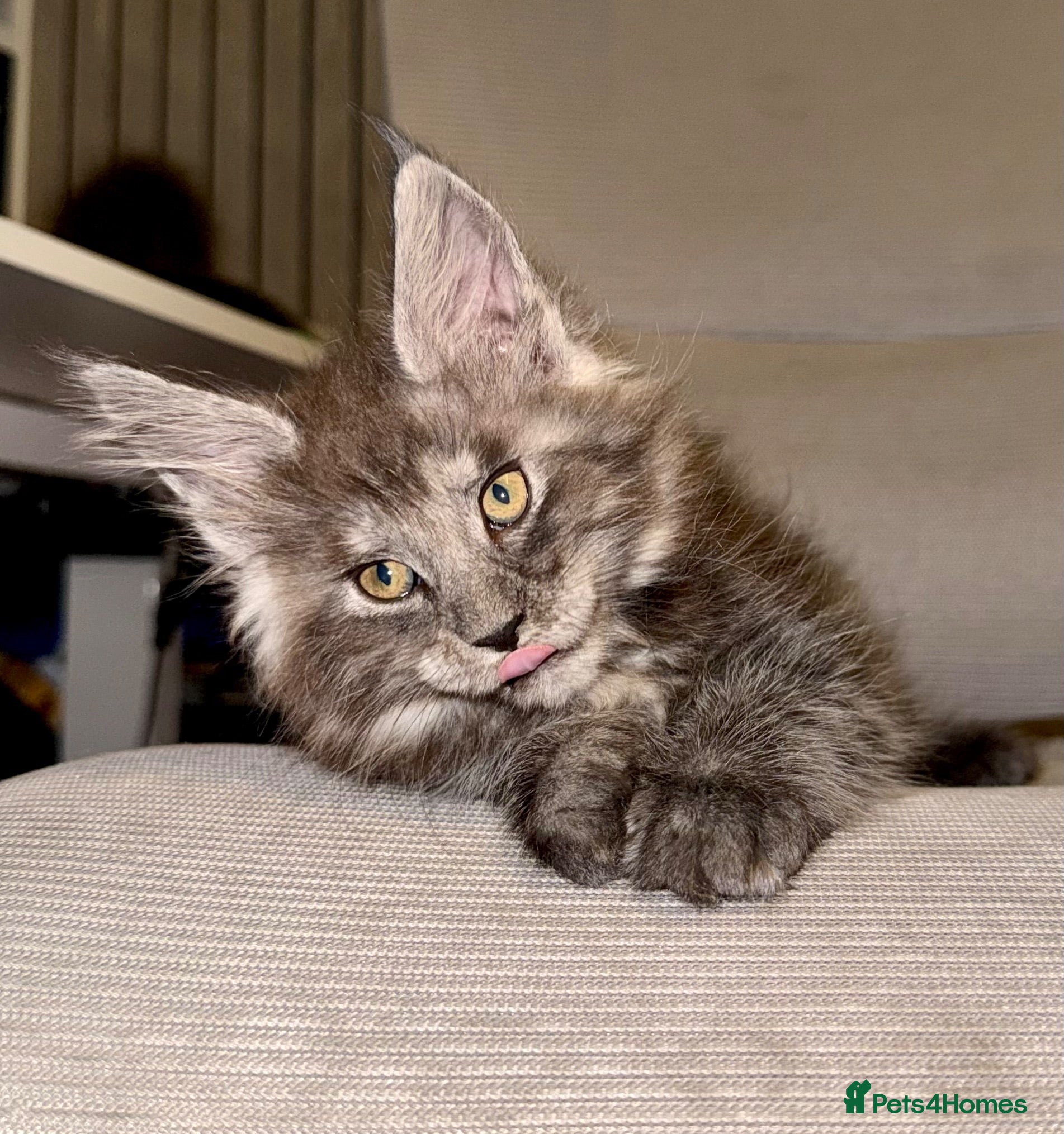 Maine Coon cats for sale: Stunning Maine Coon Kittens TICA Registered - Advert 1