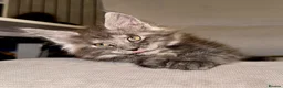 Maine Coon cats for sale: Stunning Maine Coon Kittens TICA Registered - Advert 1