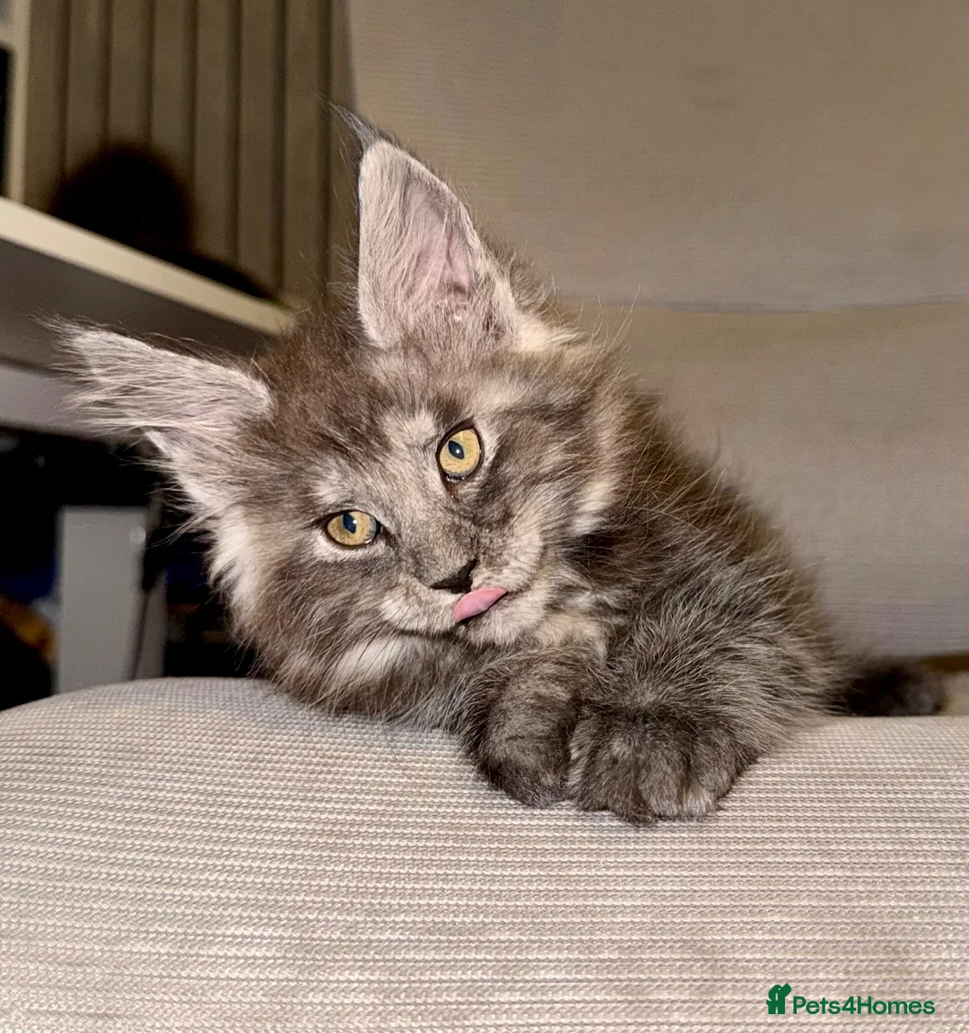 Maine Coon cats for sale: Stunning Maine Coon Kittens TICA Registered - Advert 1