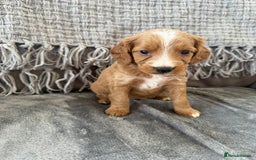 Cockapoo dogs for sale: gorgeous litter of Cockapoo puppies 🐶  - Image 3