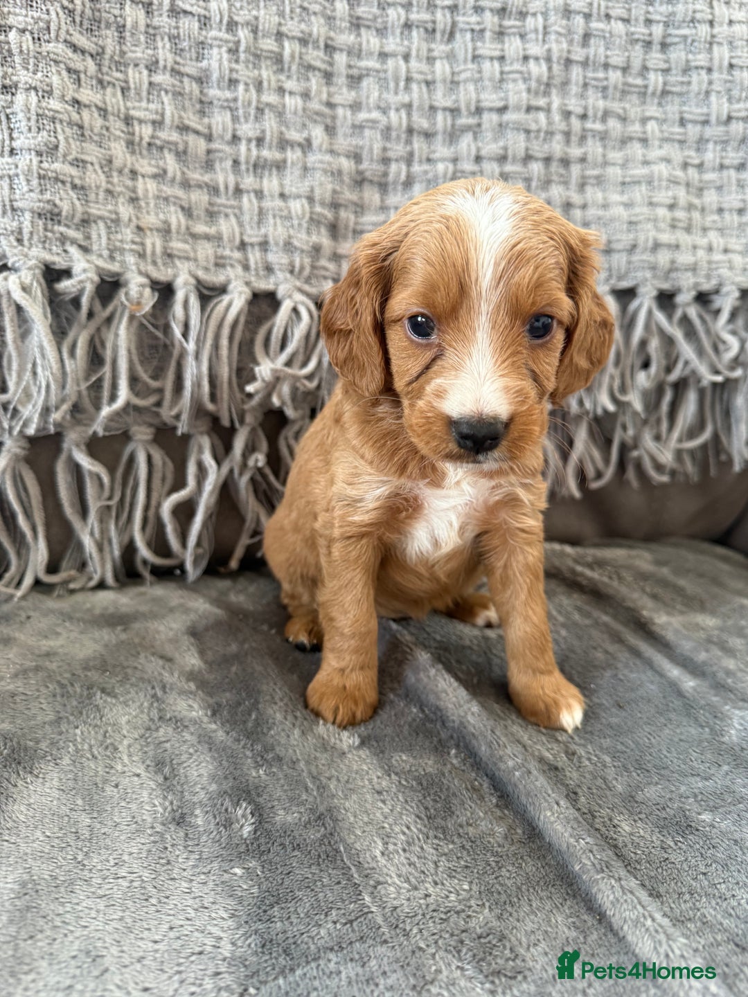 Cockapoo dogs for sale: gorgeous litter of Cockapoo puppies 🐶  - Image 3