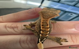 Gecko reptiles for sale: High End Various Crested Geckos for Sale - Advert 7