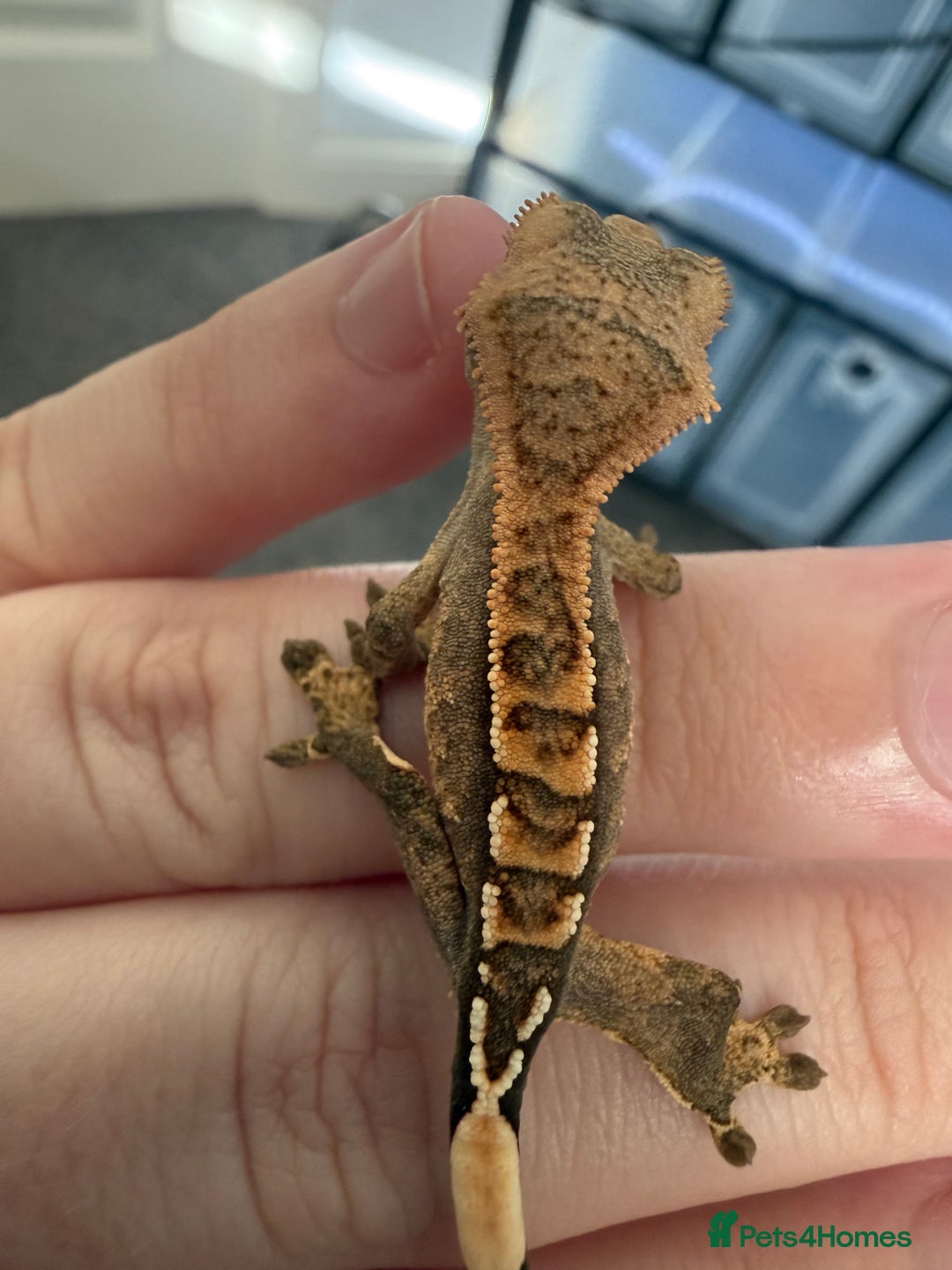 Gecko reptiles for sale: High End Various Crested Geckos for Sale - Advert 7