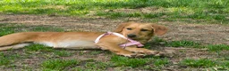 Mixed Breed dogs for adoption: Iara - setter mix puppy in Brampton - Advert 3