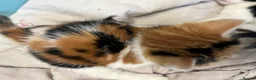 Mixed Breed cats for sale: Stunning MixedBreed Calico & TortoiseShell Kittens - Advert 2