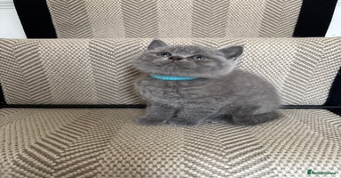 British Shorthair cats - Advert 5