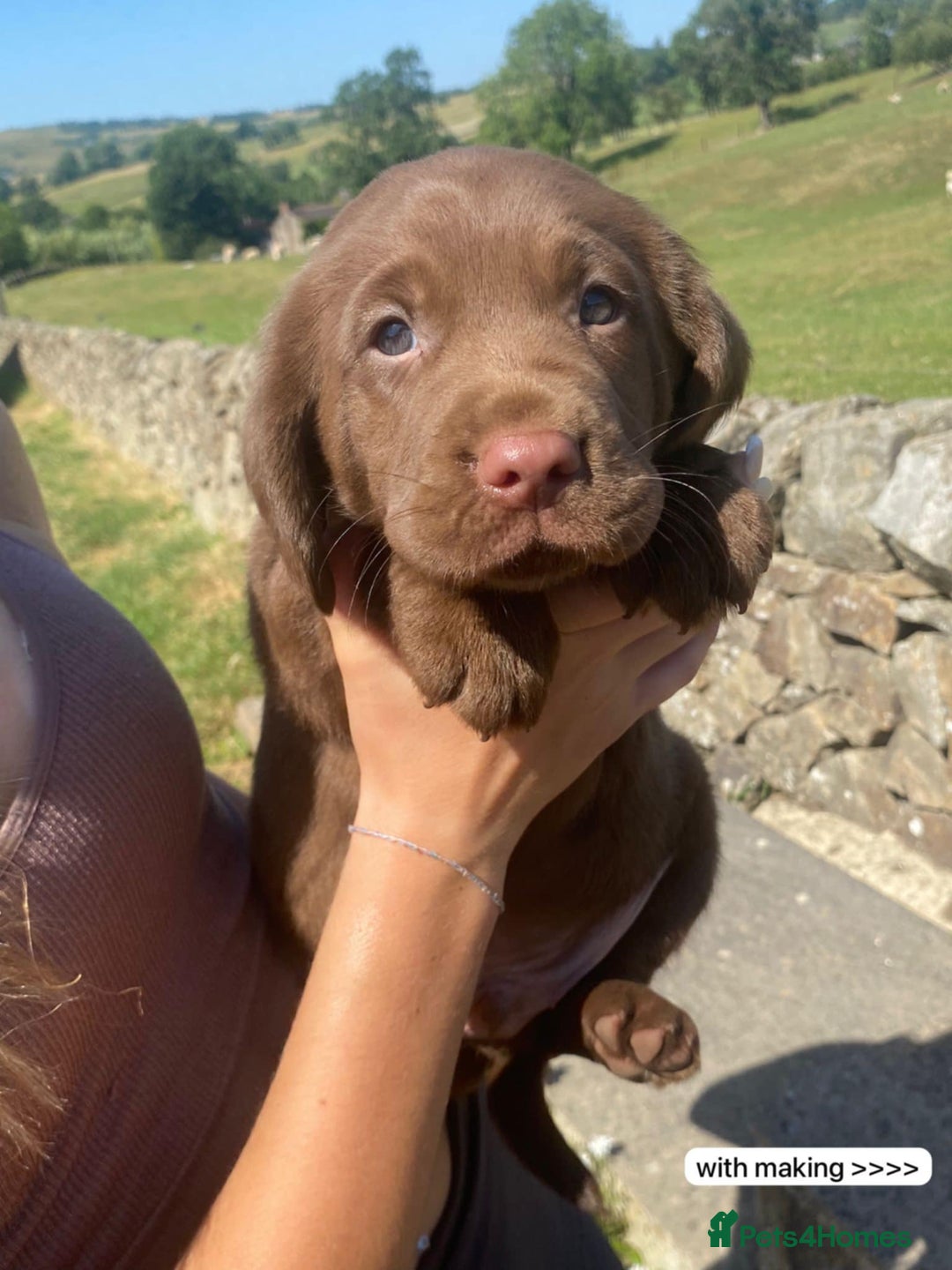 Springador dogs for sale: Quality Springador puppies for sale  - Image 6