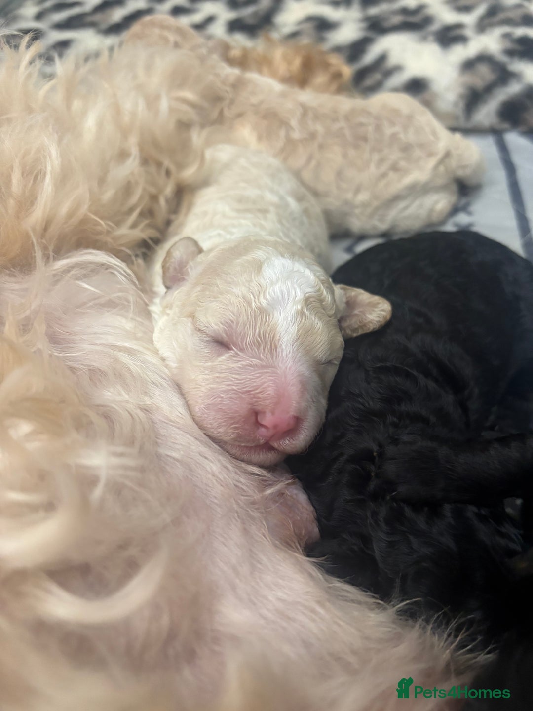 Cavapoo dogs for sale: Beautiful F1bb cavapoo pups - Image 5