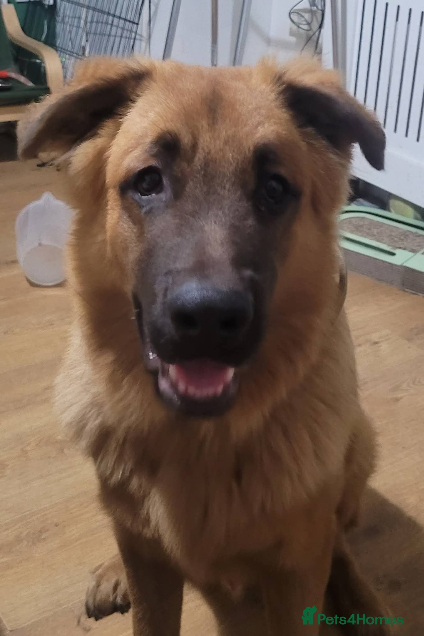 Mixed Breed dogs Male German shepherd cross Mastiff - Advert 6