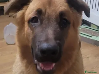 Mixed Breed dogs Male German shepherd cross Mastiff - Advert 2