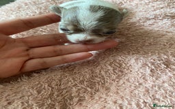 Chihuahua dogs for sale: Exquisite KC Registered Apple Chihuahua Puppies 💖 - Image 8