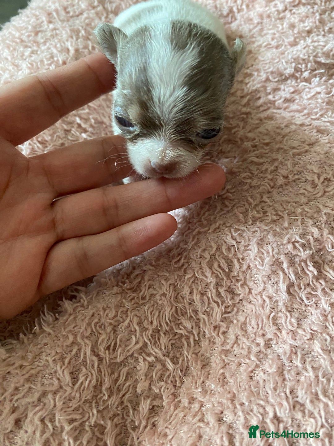 Chihuahua dogs for sale: Exquisite KC Registered Apple Chihuahua Puppies 💖 - Image 8