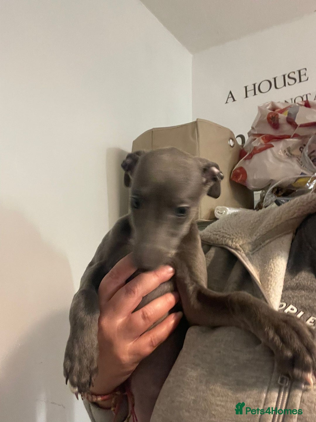 Whippet dogs for sale: KC registered blue whippet puppies for sale - Advert 8