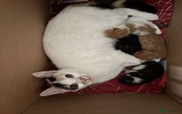 Mixed Breed cats for sale: Four beautiful kittens  - Image 12