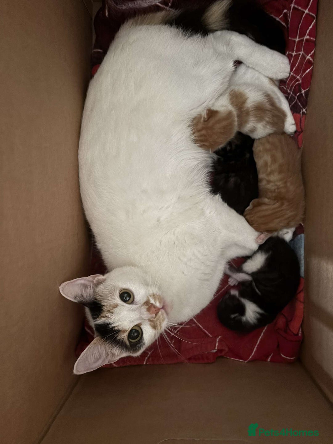 Mixed Breed cats for sale: Four beautiful kittens  - Image 12