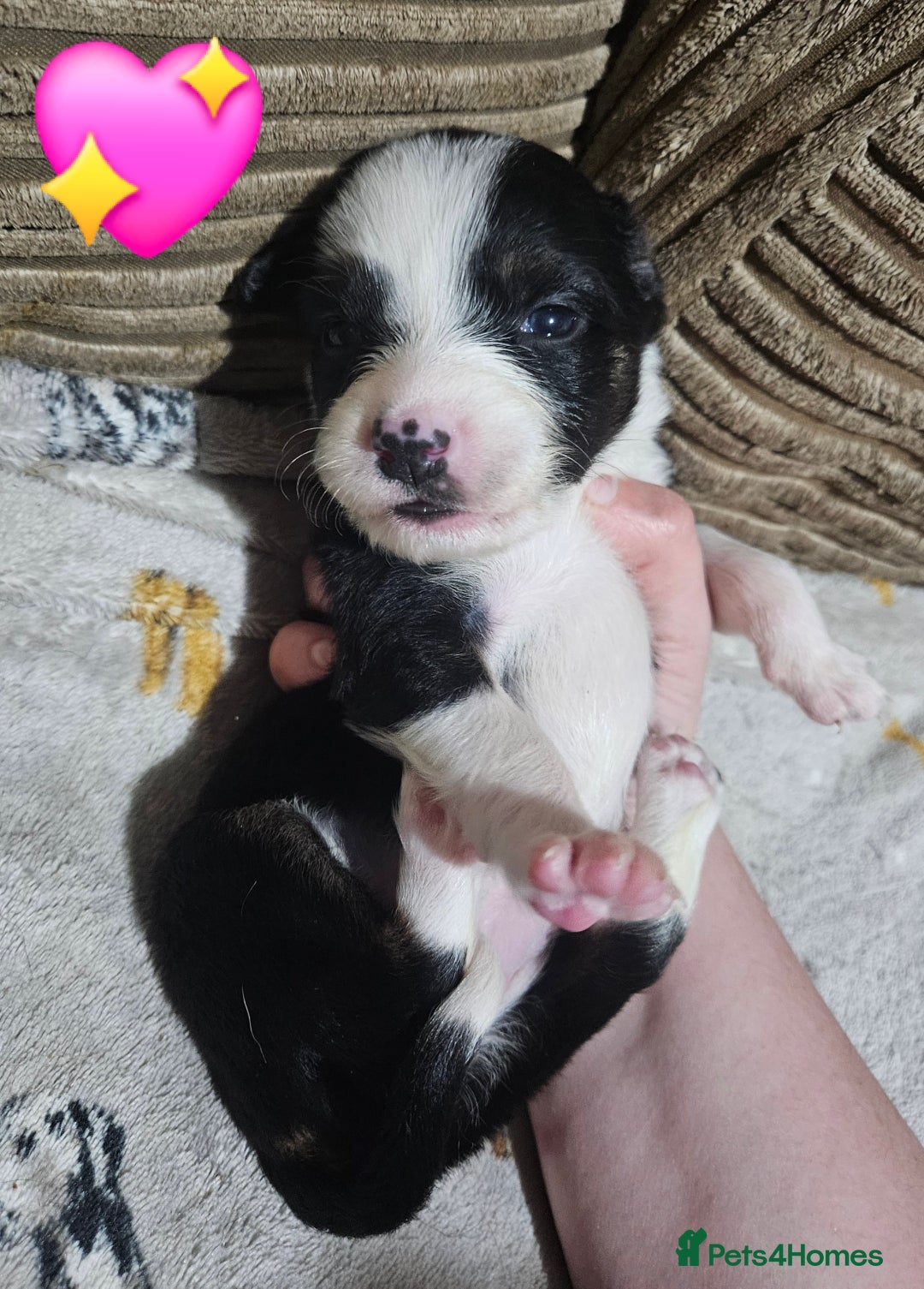 Mixed Breed dogs for sale: 🐾Border Collie x Blue Heeler/Ridgeback Pups🐾 - Advert 20
