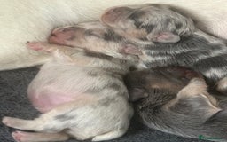 French Bulldog dogs for sale: fluffy french bulldogs - Advert 14