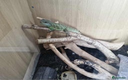 Dragon reptiles for sale: Green water dragon - Image 1