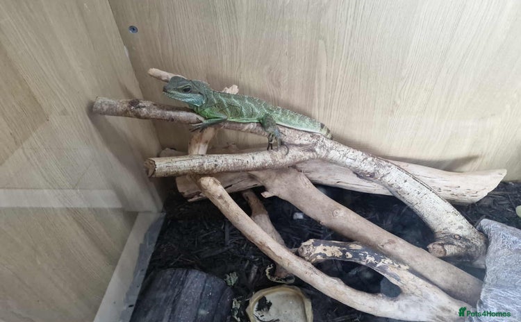 Dragon reptiles - Advert 1