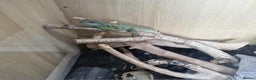 Dragon reptiles for sale: Green water dragon - Advert 1